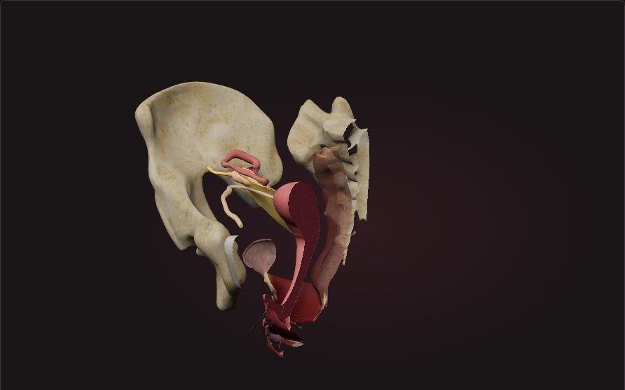The female pelvis opened in the midline: bladder in front, uterus, cervix and vagina in the middle, rectum behind, the ovary and tube to the side, the pelvic floor below